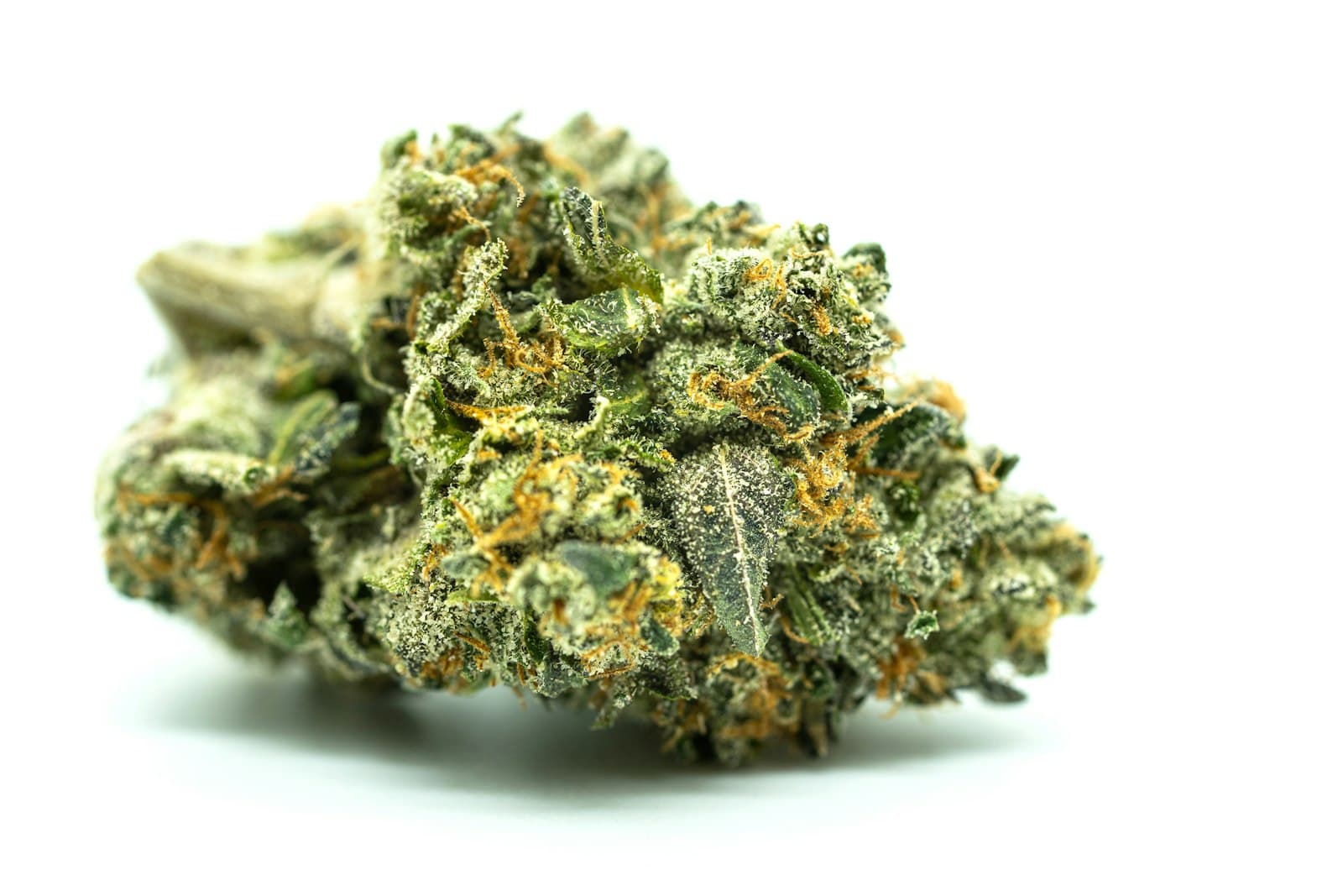 Close-up of a medical cannabis flower